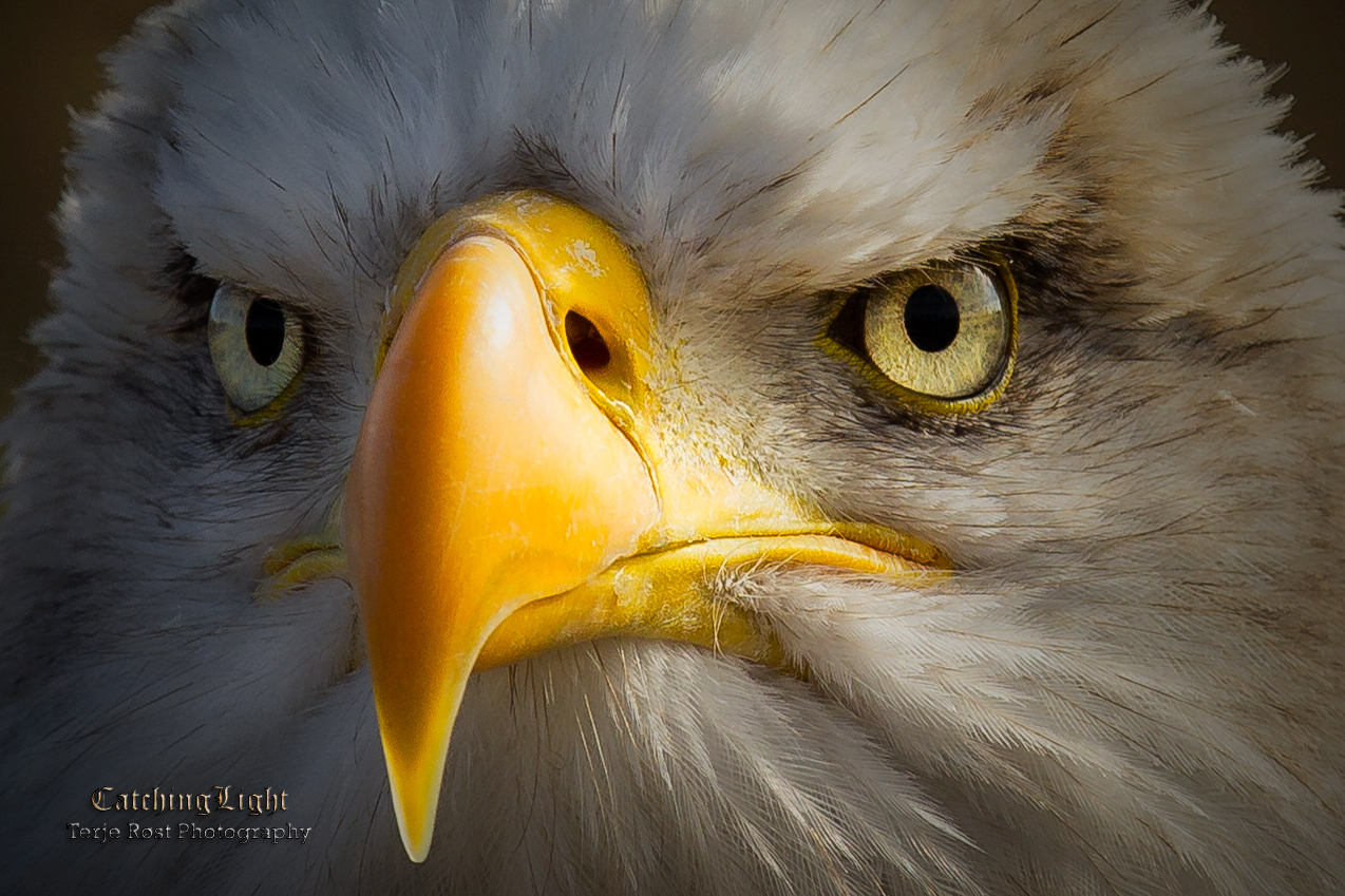 Eagle eye