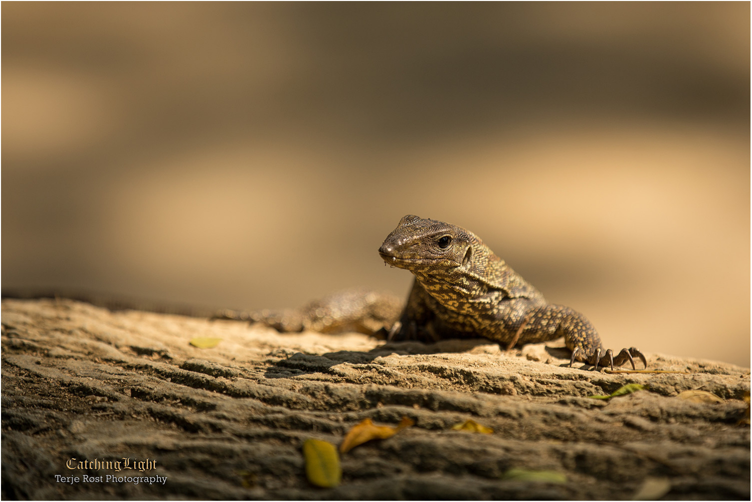 Lizard
